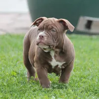 BlueGates MIDGE, a female Olde English Bulldogge for sale in Apple Creek, OH – 5 of 5