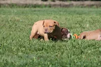 BlueGates CHERYL, a female Olde English Bulldogge for sale in Apple Creek, OH – 4 of 6