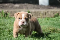 BlueGates SABRINA, a female Olde English Bulldogge for sale in Apple Creek, OH – 2 of 7