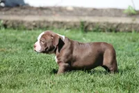 BlueGates ETHYL, a female Olde English Bulldogge for sale in Apple Creek, OH – 3 of 7