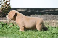 BlueGates SABRINA, a female Olde English Bulldogge for sale in Apple Creek, OH – 4 of 7