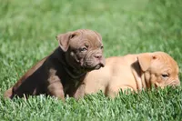 BlueGates REGGIE, a male Olde English Bulldogge for sale in Apple Creek, OH – 5 of 7