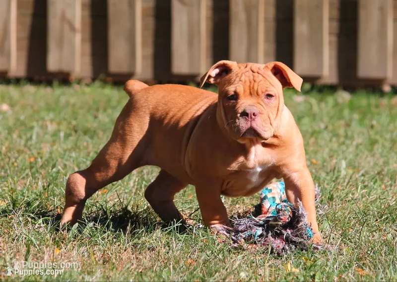 BlueGates BETTY – Olde English Bulldogge puppy for sale in Apple Creek, OH