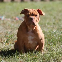 BlueGates BETTY, a female Olde English Bulldogge for sale in Apple Creek, OH – 6 of 8