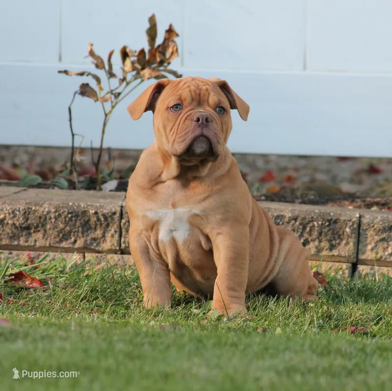 BlueGates CHERYL – Olde English Bulldogge puppy for sale in Apple Creek, OH