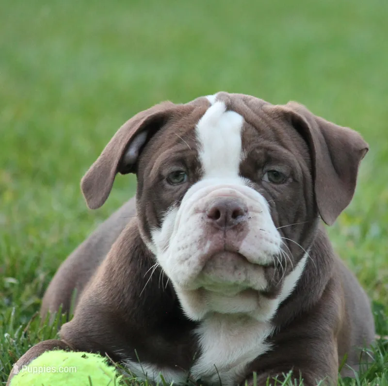 BlueGates ETHYL – Olde English Bulldogge puppy for sale in Apple Creek, OH