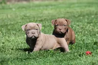 BlueGates DILTON, a male Olde English Bulldogge for sale in Apple Creek, OH – 4 of 8
