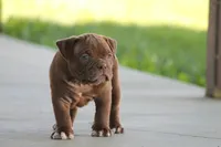 BlueGates REGGIE, a male Olde English Bulldogge for sale in Apple Creek, OH – 3 of 7