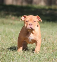 BlueGates BETTY, a female Olde English Bulldogge for sale in Apple Creek, OH – 5 of 8