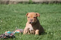 BlueGates CHERYL, a female Olde English Bulldogge for sale in Apple Creek, OH – 2 of 6
