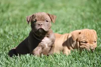 BlueGates REGGIE, a male Olde English Bulldogge for sale in Apple Creek, OH – 2 of 7