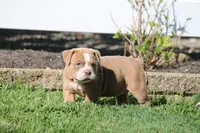 BlueGates SABRINA, a female Olde English Bulldogge for sale in Apple Creek, OH – 3 of 7