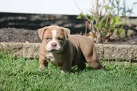 BlueGates SABRINA, a female Olde English Bulldogge for sale in Apple Creek, OH – 5 of 7