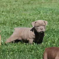 BlueGates DILTON, a male Olde English Bulldogge for sale in Apple Creek, OH – 3 of 8