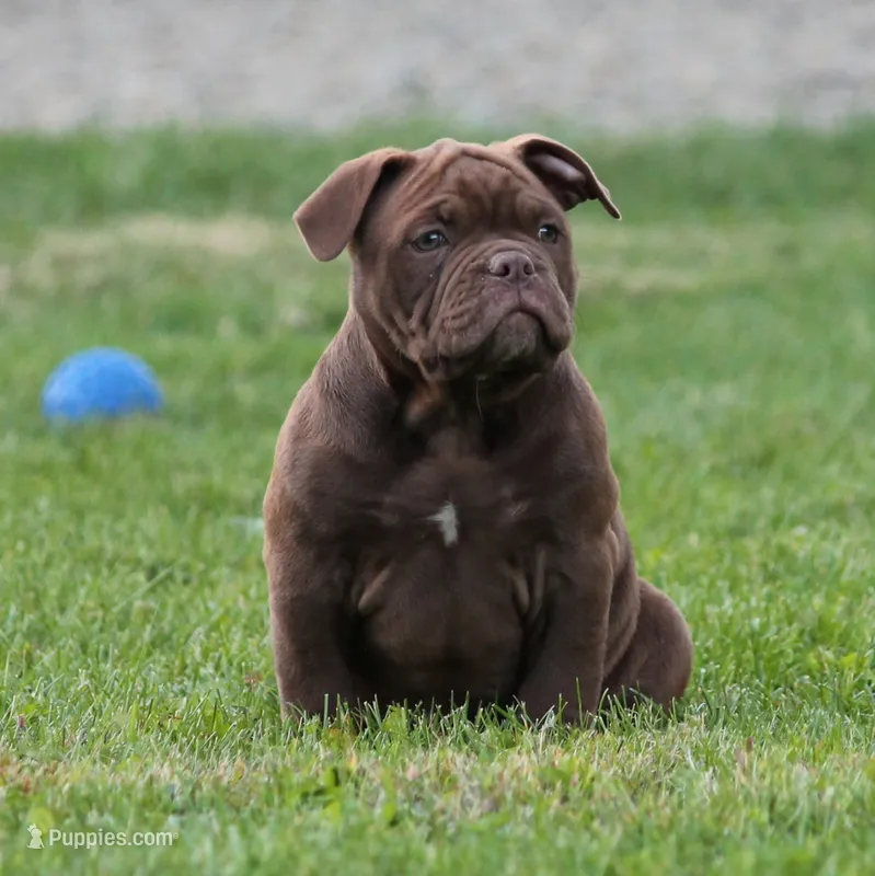 BlueGates REGGIE – Olde English Bulldogge puppy for sale in Apple Creek, OH