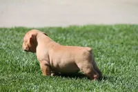 BlueGates Archie, a male Olde English Bulldogge for sale in Apple Creek, OH – 4 of 10