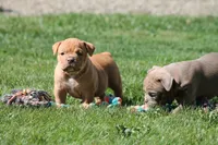 BlueGates Archie, a male Olde English Bulldogge for sale in Apple Creek, OH – 3 of 10