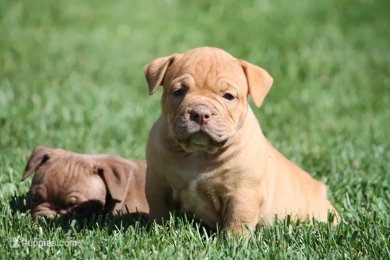BlueGates Archie – Olde English Bulldogge puppy for sale in Apple Creek, OH
