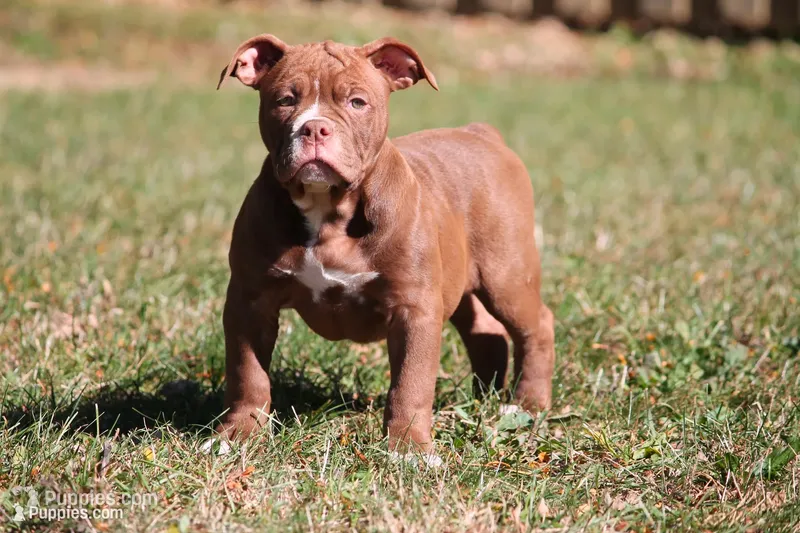 BlueGates MIDGE – Olde English Bulldogge puppy for sale in Apple Creek, OH