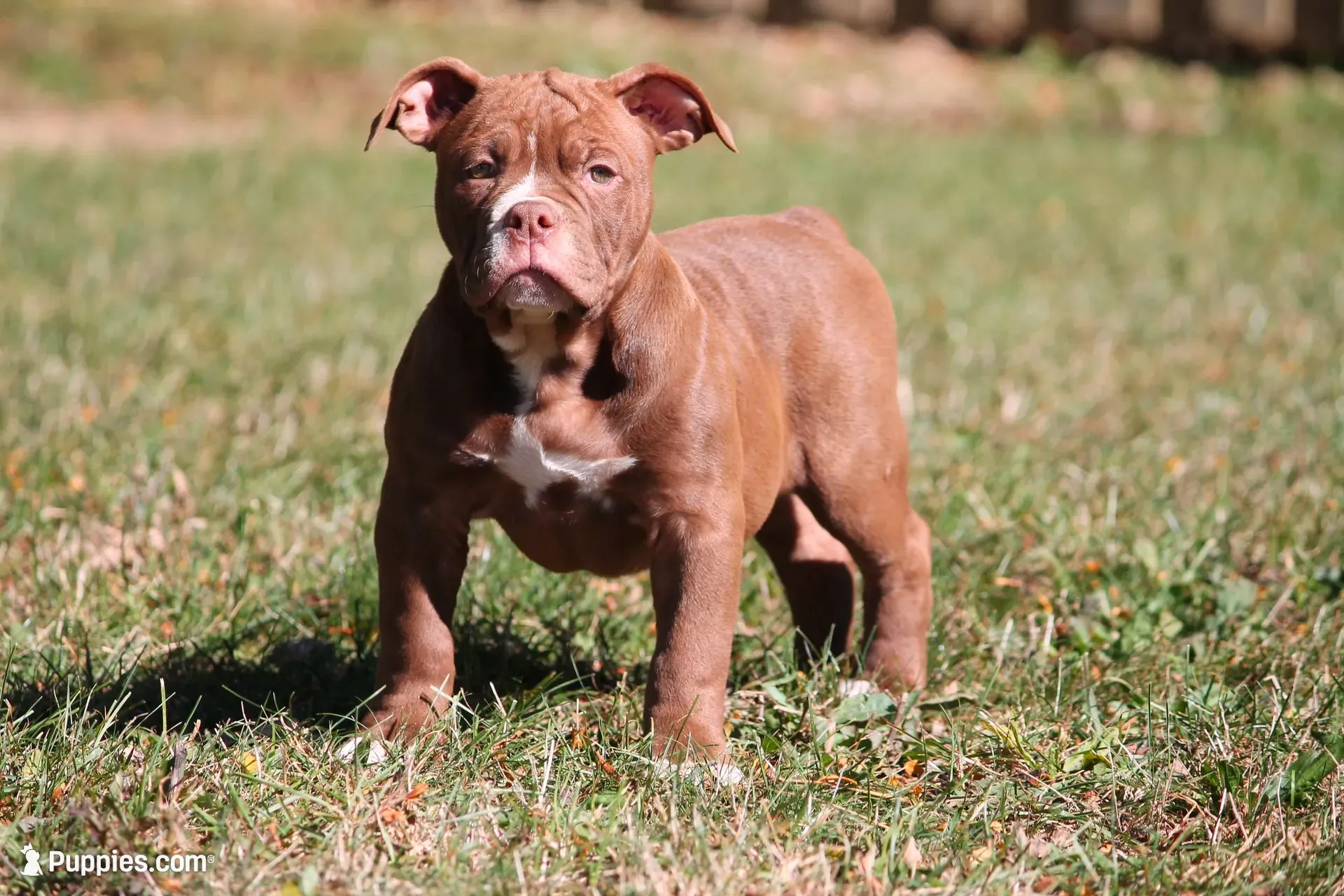 BlueGates MIDGE, a female Olde English Bulldogge for sale in Apple Creek, OH – 1 of 5