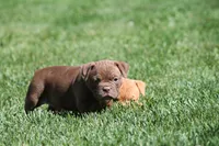 BlueGates REGGIE, a male Olde English Bulldogge for sale in Apple Creek, OH – 4 of 7