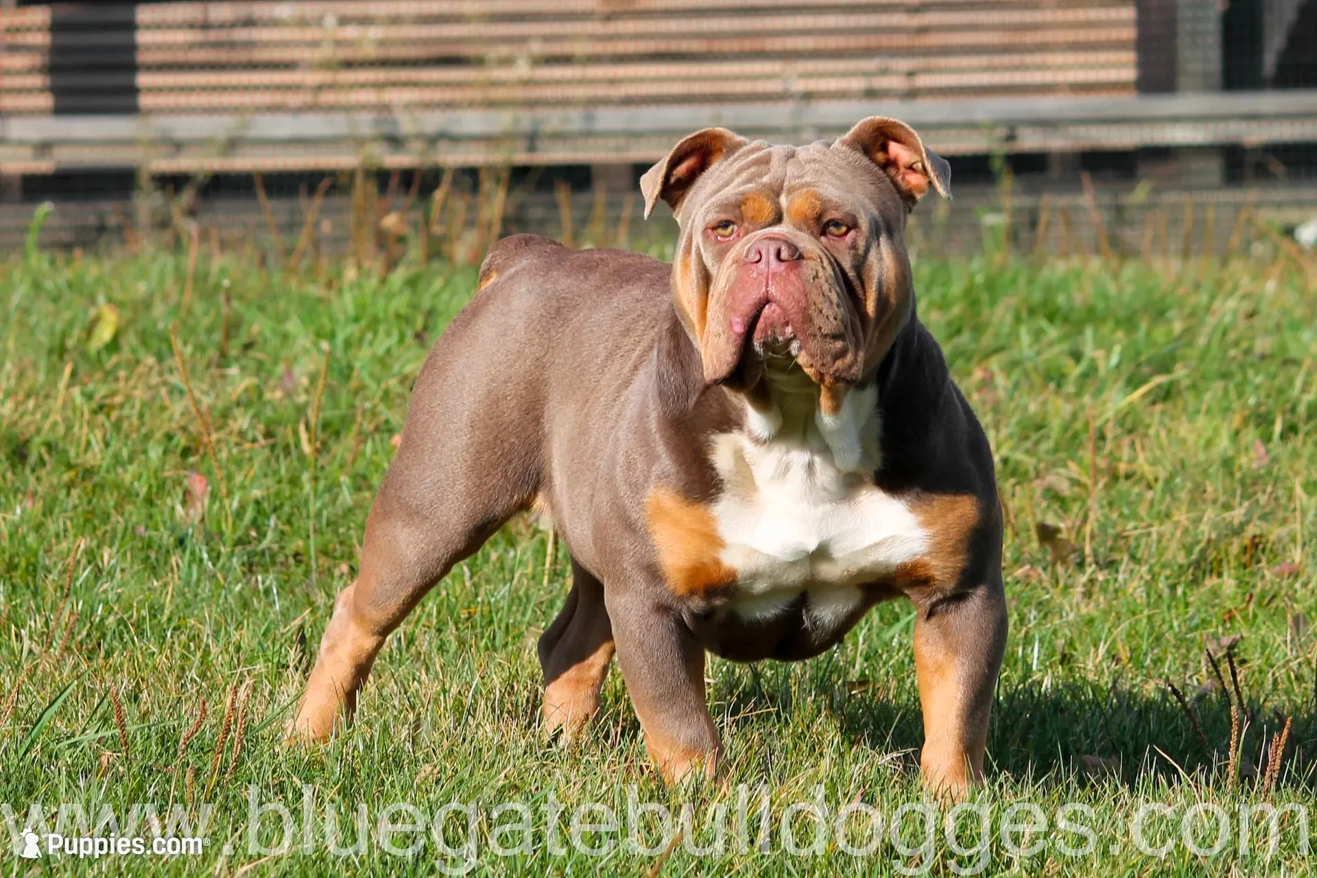 BlueGates VERONICA, a female Olde English Bulldogge for sale in Apple Creek, OH – 7 of 7
