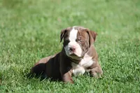 BlueGates ETHYL, a female Olde English Bulldogge for sale in Apple Creek, OH – 5 of 7