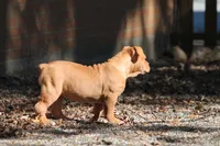 BlueGates BETTY, a female Olde English Bulldogge for sale in Apple Creek, OH – 7 of 8