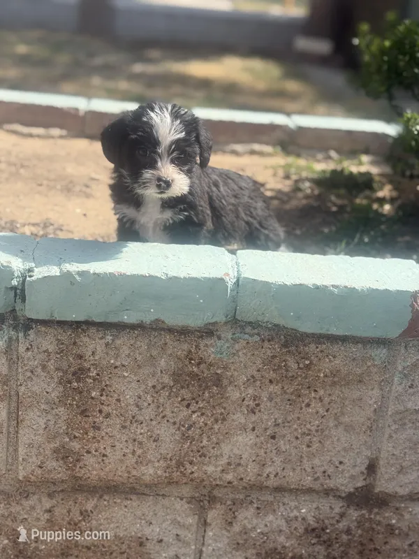 Maltipoo – Maltipoo puppy for sale in Los Angeles, CA