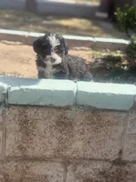 Maltipoo, a female Maltipoo for sale in Los Angeles, CA – Photo 1 of 3