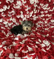 Yorkie boy , a male Yorkshire Terrier for sale in Norwalk, CA – 3 of 3