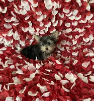Sweet girl , a female Yorkshire Terrier for sale in Norwalk, CA – 4 of 4