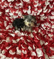 Yorkie boy , a male Yorkshire Terrier for sale in Norwalk, CA – 2 of 3