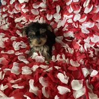 Toy Yorkie , a female Yorkshire Terrier for sale in Norwalk, CA – 4 of 4