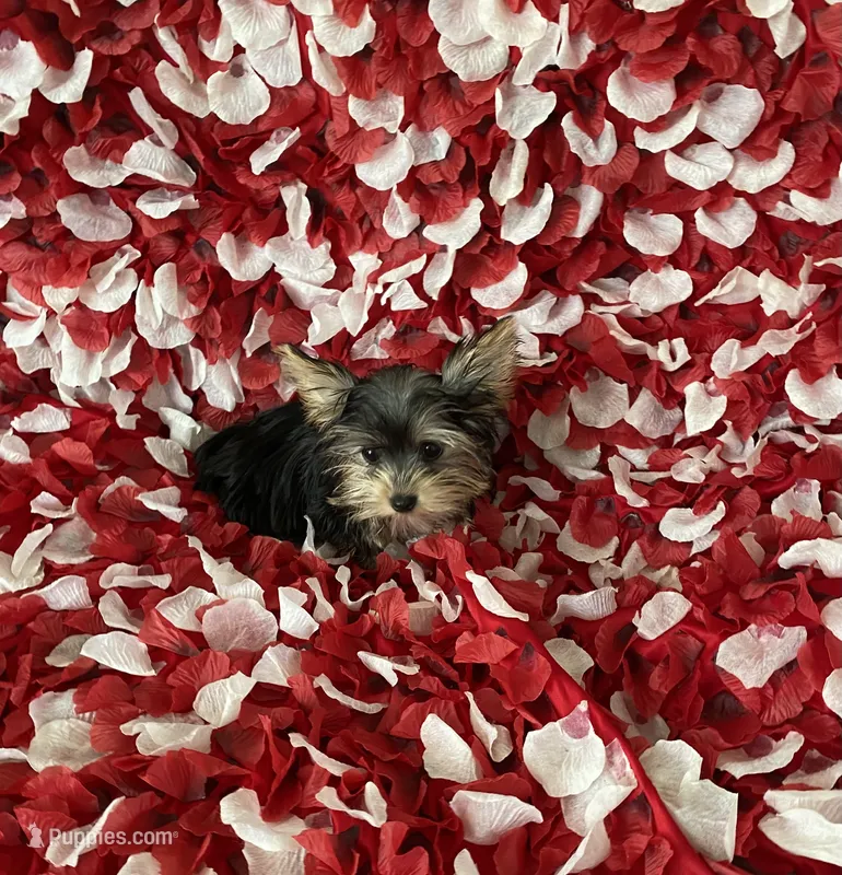 Sweet girl  – Yorkshire Terrier puppy for sale in Norwalk, CA
