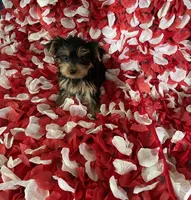 Toy Yorkie , a female Yorkshire Terrier for sale in Norwalk, CA – 2 of 4