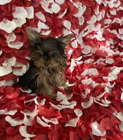 Cutie Yorkie , a female Yorkshire Terrier for sale in Norwalk, CA – 2 of 3