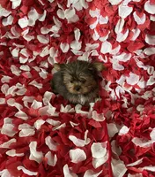 Beautiful boy, a male Yorkshire Terrier for sale in Norwalk, CA – 2 of 4