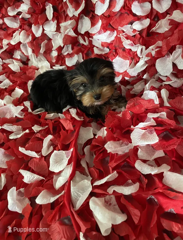 Loving boy – Yorkshire Terrier puppy for sale in Norwalk, CA
