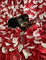 Loving boy, a male Yorkshire Terrier for sale in Norwalk, CA – 1 of 3