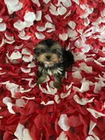 Loving boy, a male Yorkshire Terrier for sale in Norwalk, CA – 3 of 3