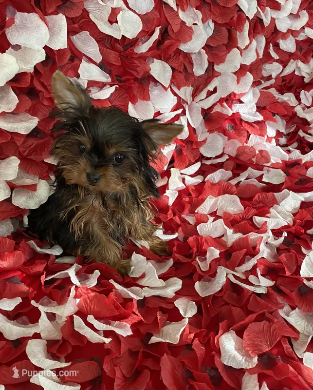 Cutie Yorkie  – Yorkshire Terrier puppy for sale in Norwalk, CA
