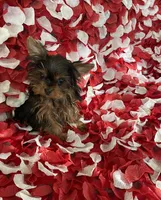 Cutie Yorkie , a female Yorkshire Terrier for sale in Norwalk, CA – 1 of 3