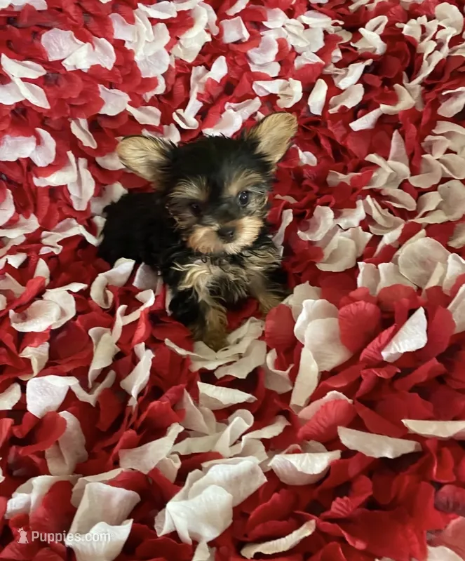Little boy – Yorkshire Terrier puppy for sale in Norwalk, CA