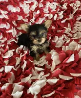 Little boy, a male Yorkshire Terrier for sale in Norwalk, CA – 1 of 3