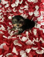 Loving boy, a male Yorkshire Terrier for sale in Norwalk, CA – 2 of 3