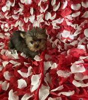 Beautiful boy, a male Yorkshire Terrier for sale in Norwalk, CA – 3 of 4