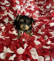 Toy Yorkie , a female Yorkshire Terrier for sale in Norwalk, CA – 3 of 4