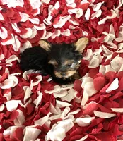 Little boy, a male Yorkshire Terrier for sale in Norwalk, CA – 3 of 3