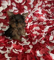 Cutie Yorkie , a female Yorkshire Terrier for sale in Norwalk, CA – 3 of 3
